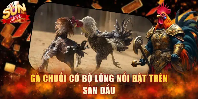Gà chuối có bộ lông nổi bật trên sàn đấu