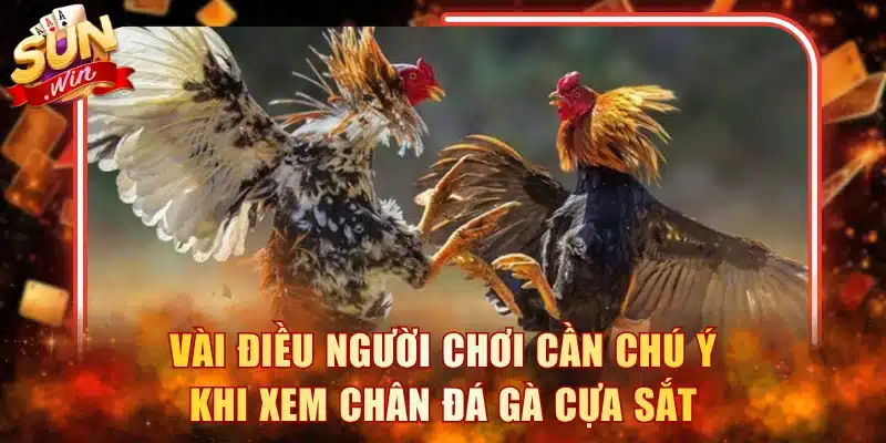Vài điều người chơi cần chú ý khi xem chân đá gà cựa sắt